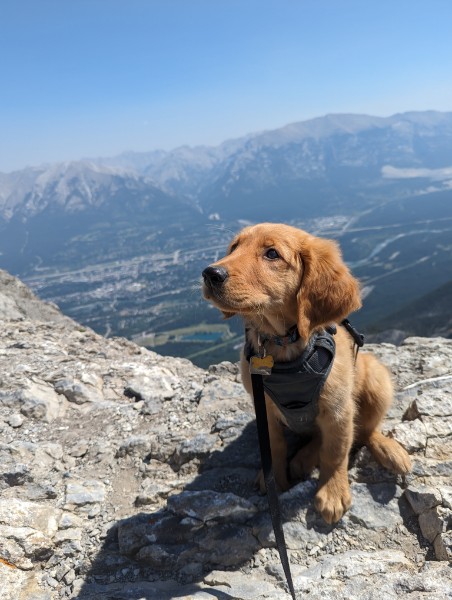 Teddy on a Rocky Mountain hike
